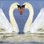 Steun de Amersfoortse Zwaan!