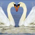 Steun de Amersfoortse Zwaan!